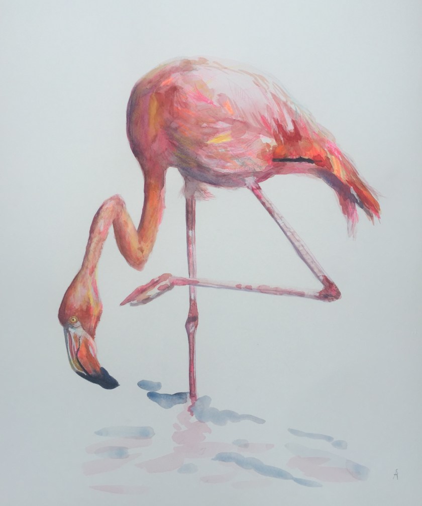 greater flamingo