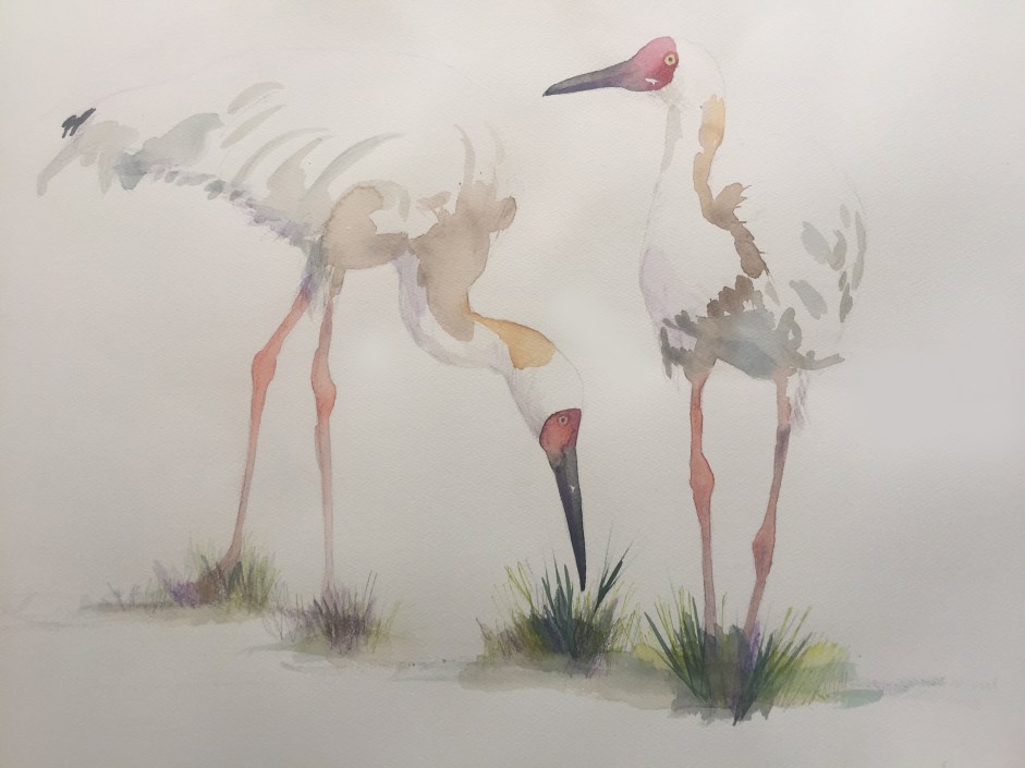 Siberische kraanvogels2jpg