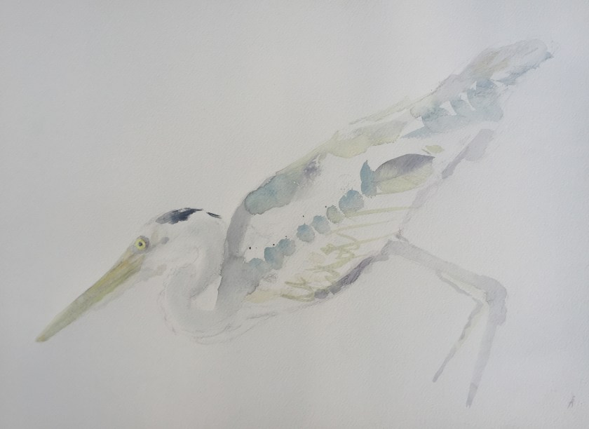 Sokoi reiger 57x73cm