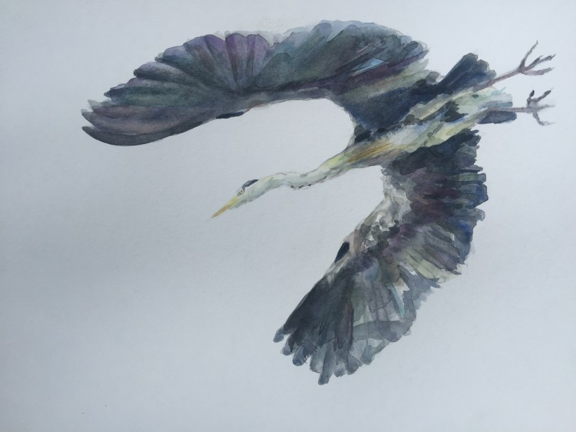 Vliegende Reiger 43x54cm