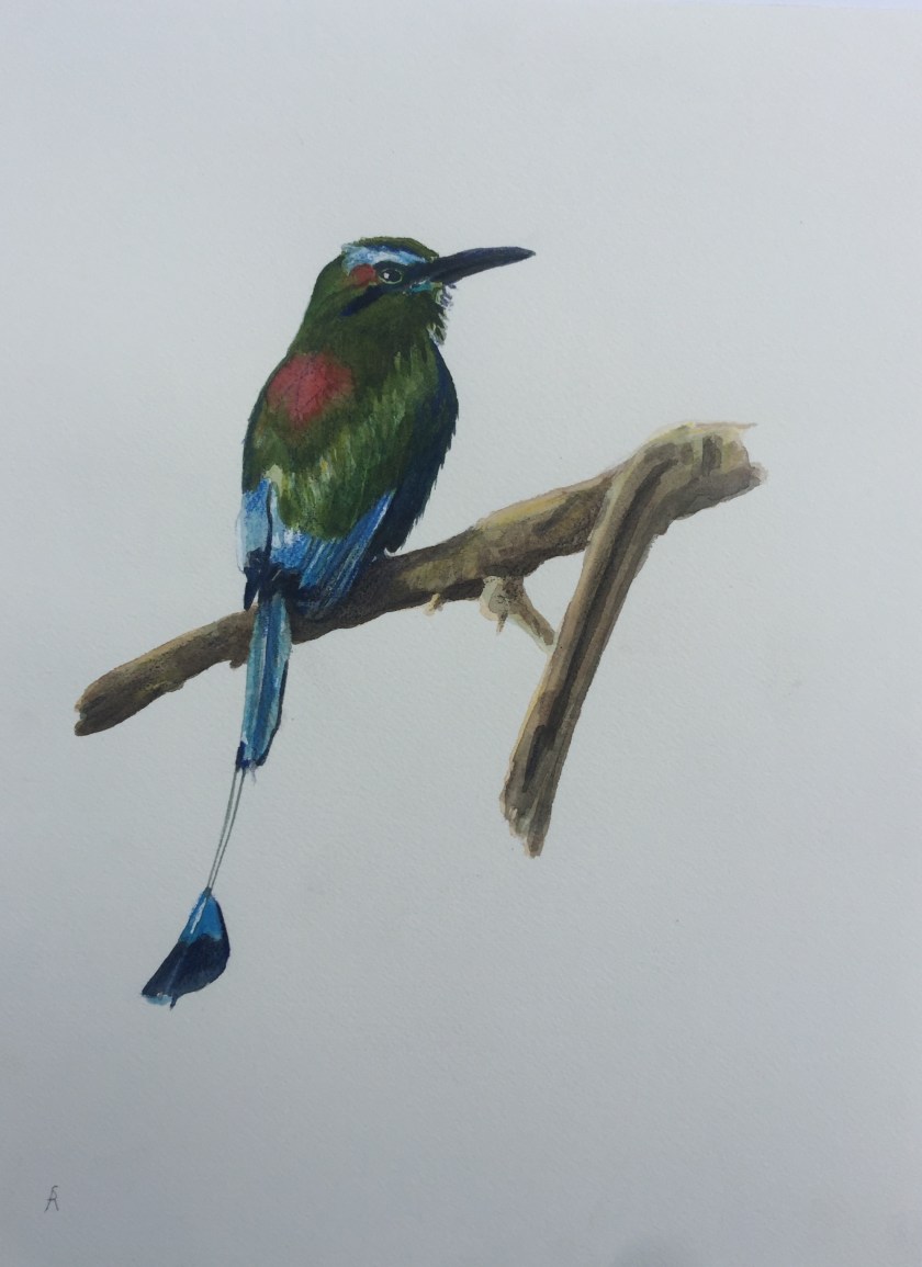 Wenkbrauwmotmot.JPG